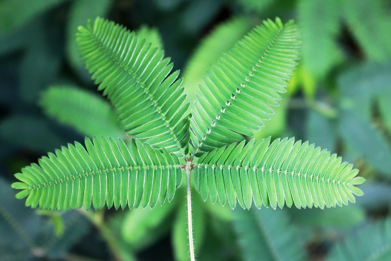 Mimosa pudica <br>SENSITIVE PLANT MIMOSA, TOUCH ME NOT - Image 5