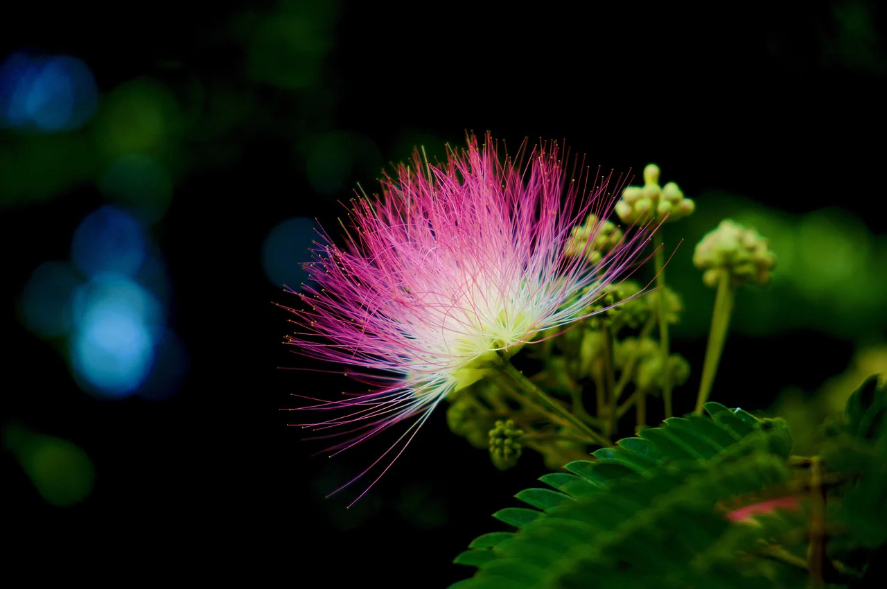 Mimosa pudica <br>SENSITIVE PLANT MIMOSA, TOUCH ME NOT - Image 6