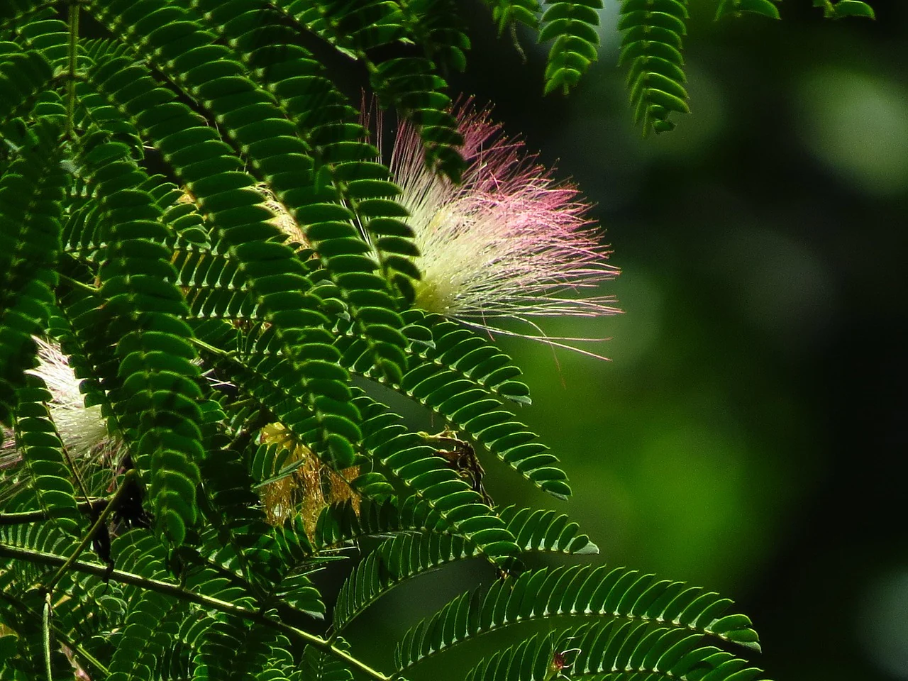 Mimosa pudica <br>SENSITIVE PLANT MIMOSA, TOUCH ME NOT - Image 7