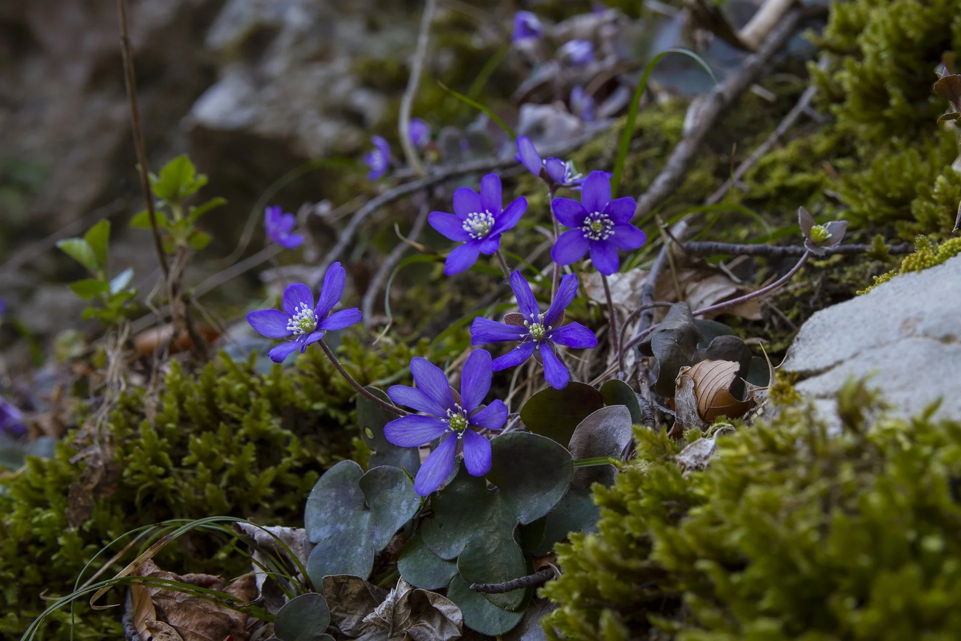 Hepatica acutiloba <br>SHARP LOBED HEPATICA, LIVERWORT - Image 10