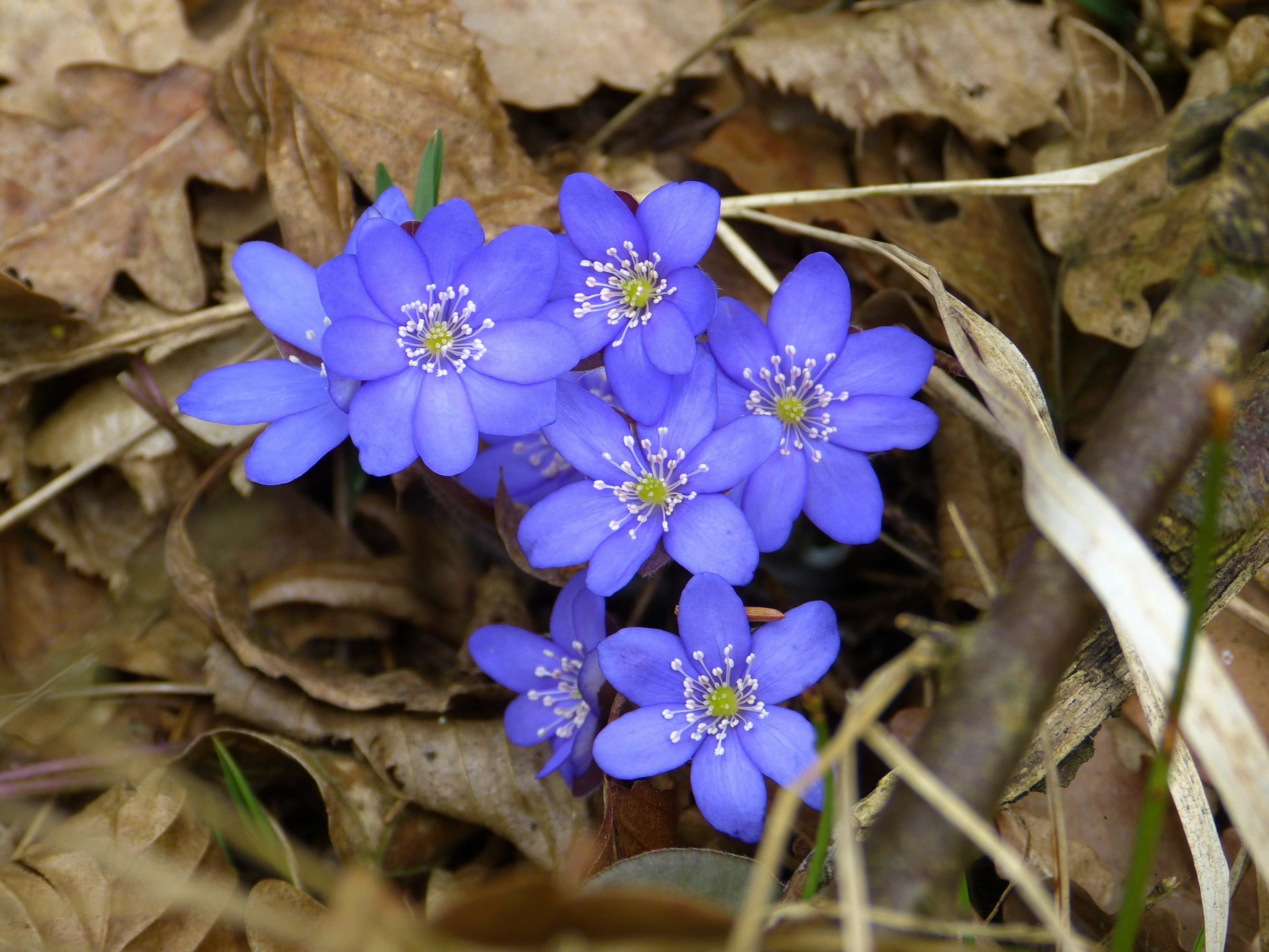 Hepatica acutiloba <br>SHARP LOBED HEPATICA, LIVERWORT - Image 14