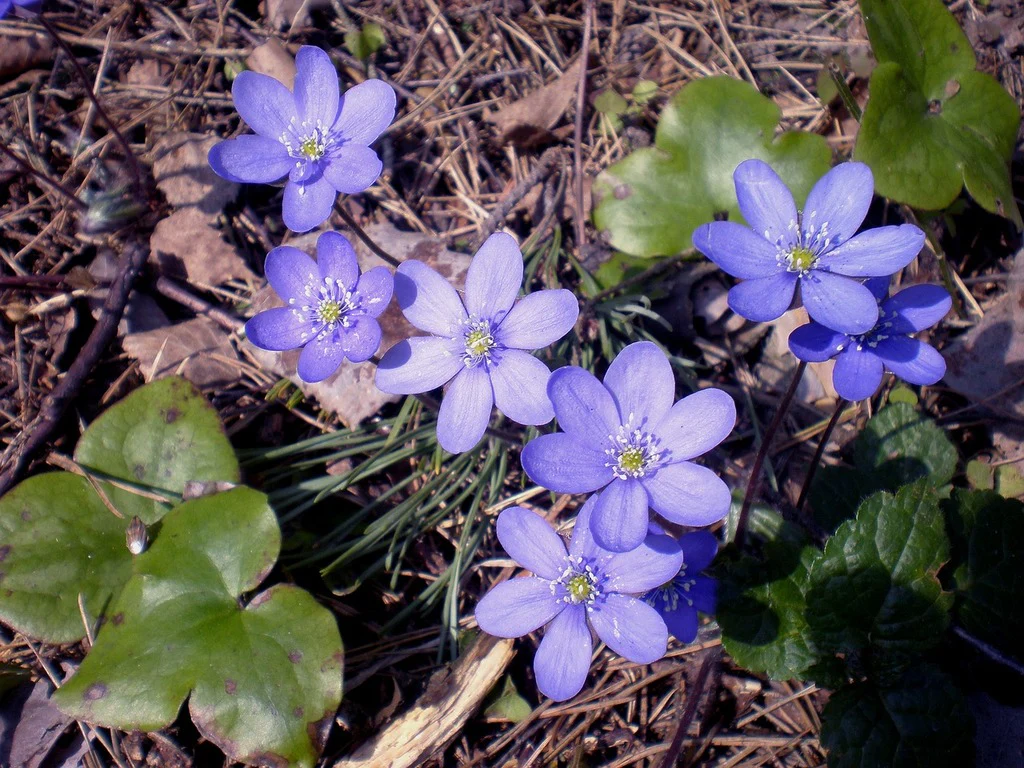 Hepatica acutiloba <br>SHARP LOBED HEPATICA, LIVERWORT - Image 16