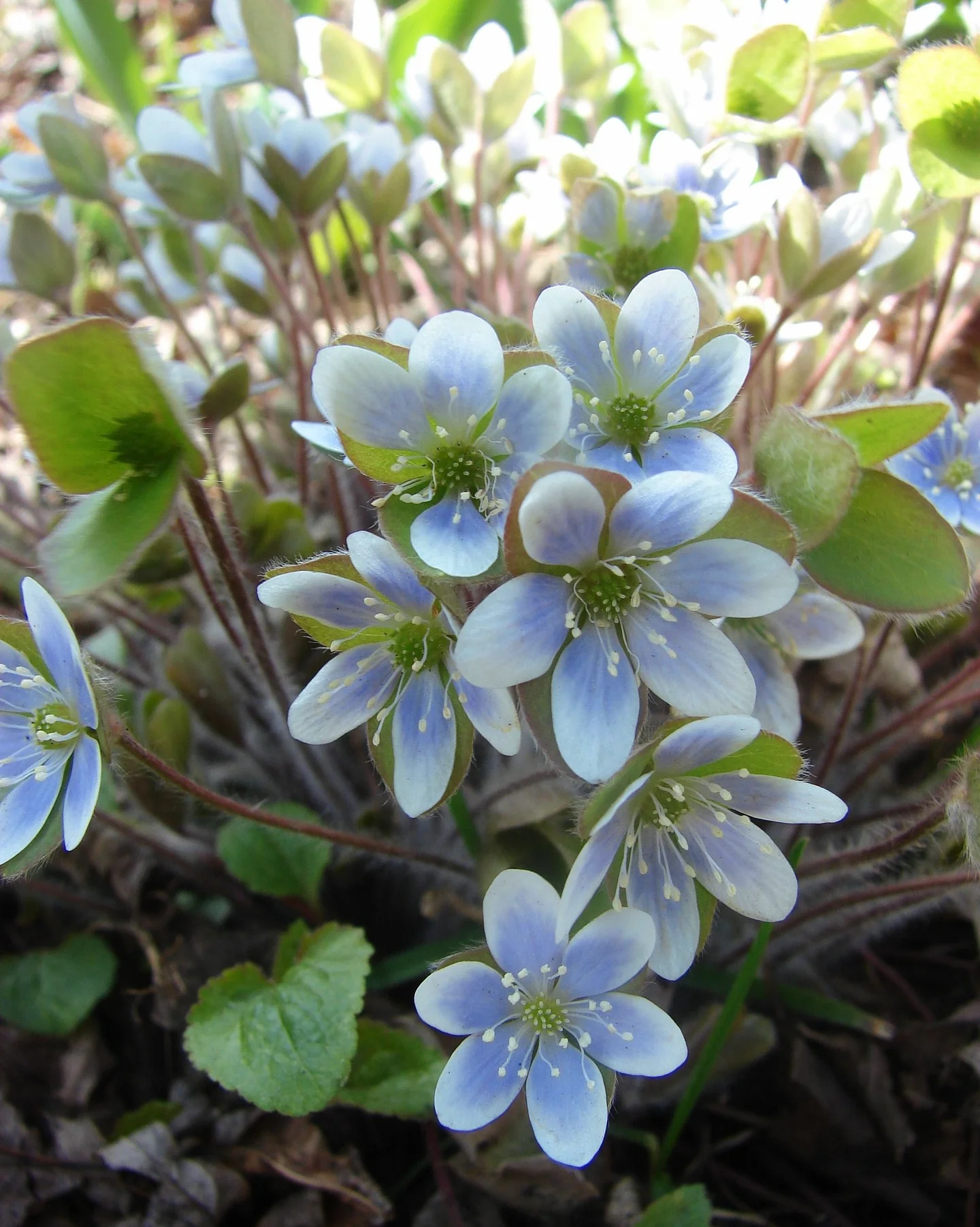 Hepatica acutiloba <br>SHARP LOBED HEPATICA, LIVERWORT - Image 19