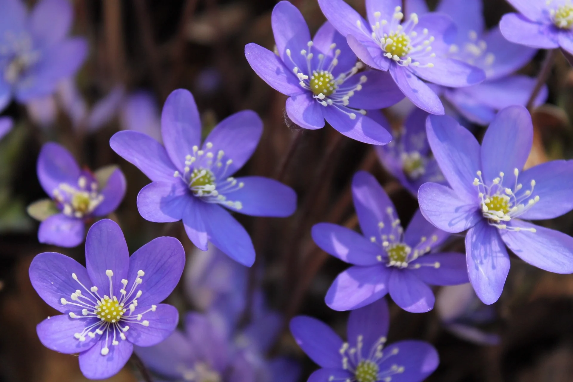 Hepatica acutiloba <br>SHARP LOBED HEPATICA, LIVERWORT - Image 2