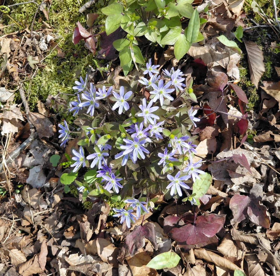 Hepatica acutiloba <br>SHARP LOBED HEPATICA, LIVERWORT - Image 20