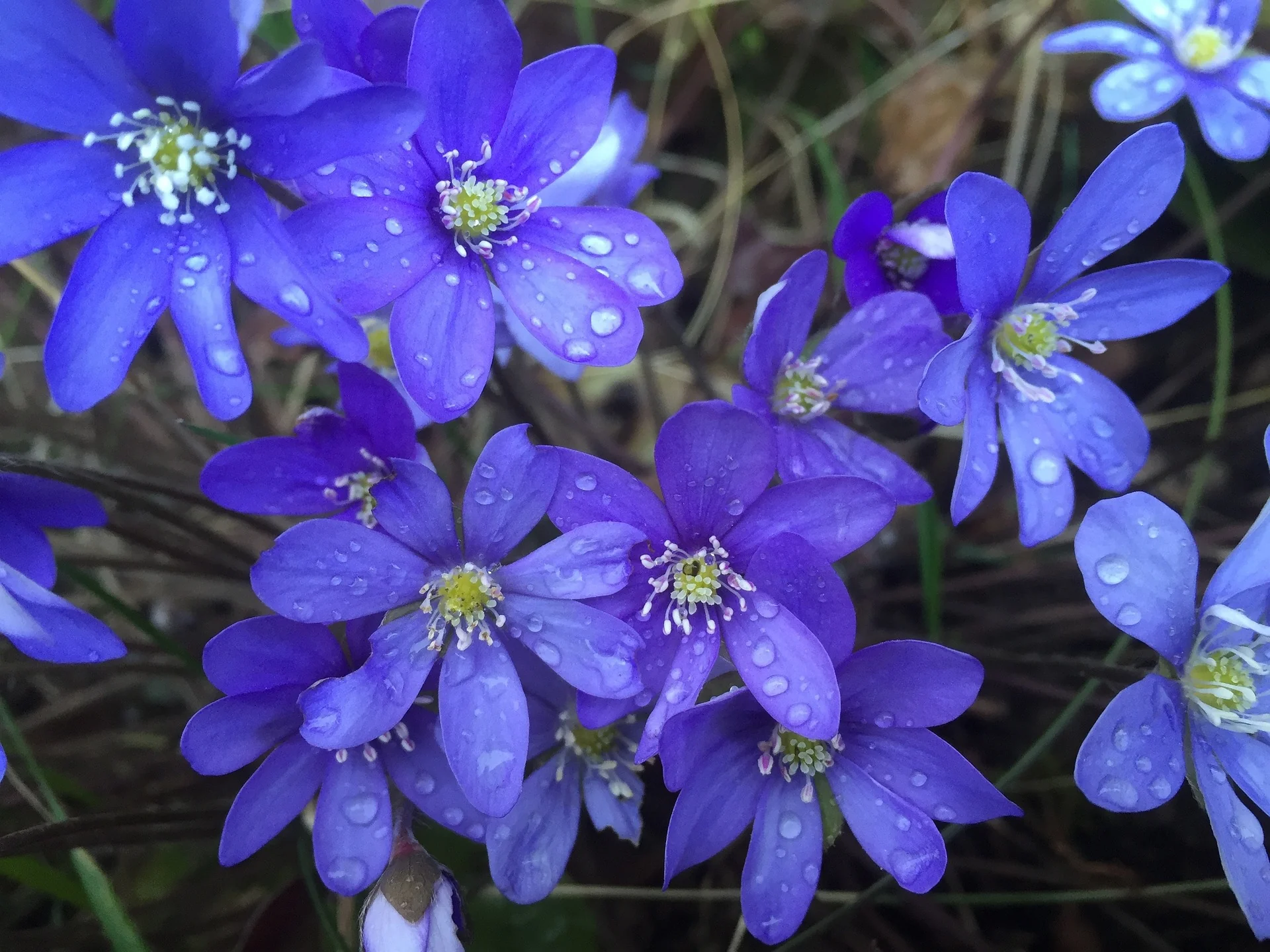 Hepatica acutiloba <br>SHARP LOBED HEPATICA, LIVERWORT - Image 3
