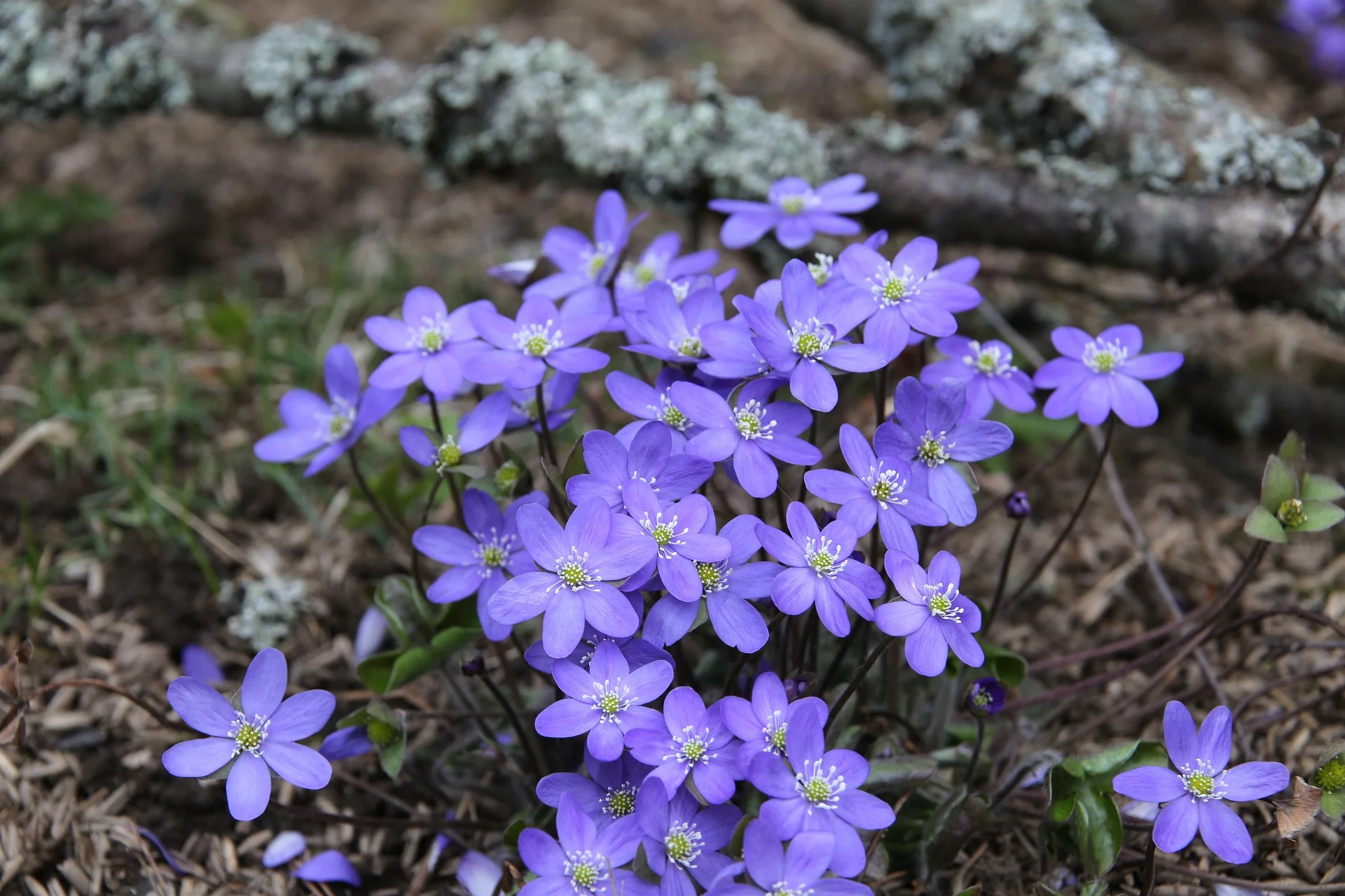 Hepatica acutiloba <br>SHARP LOBED HEPATICA, LIVERWORT - Image 4