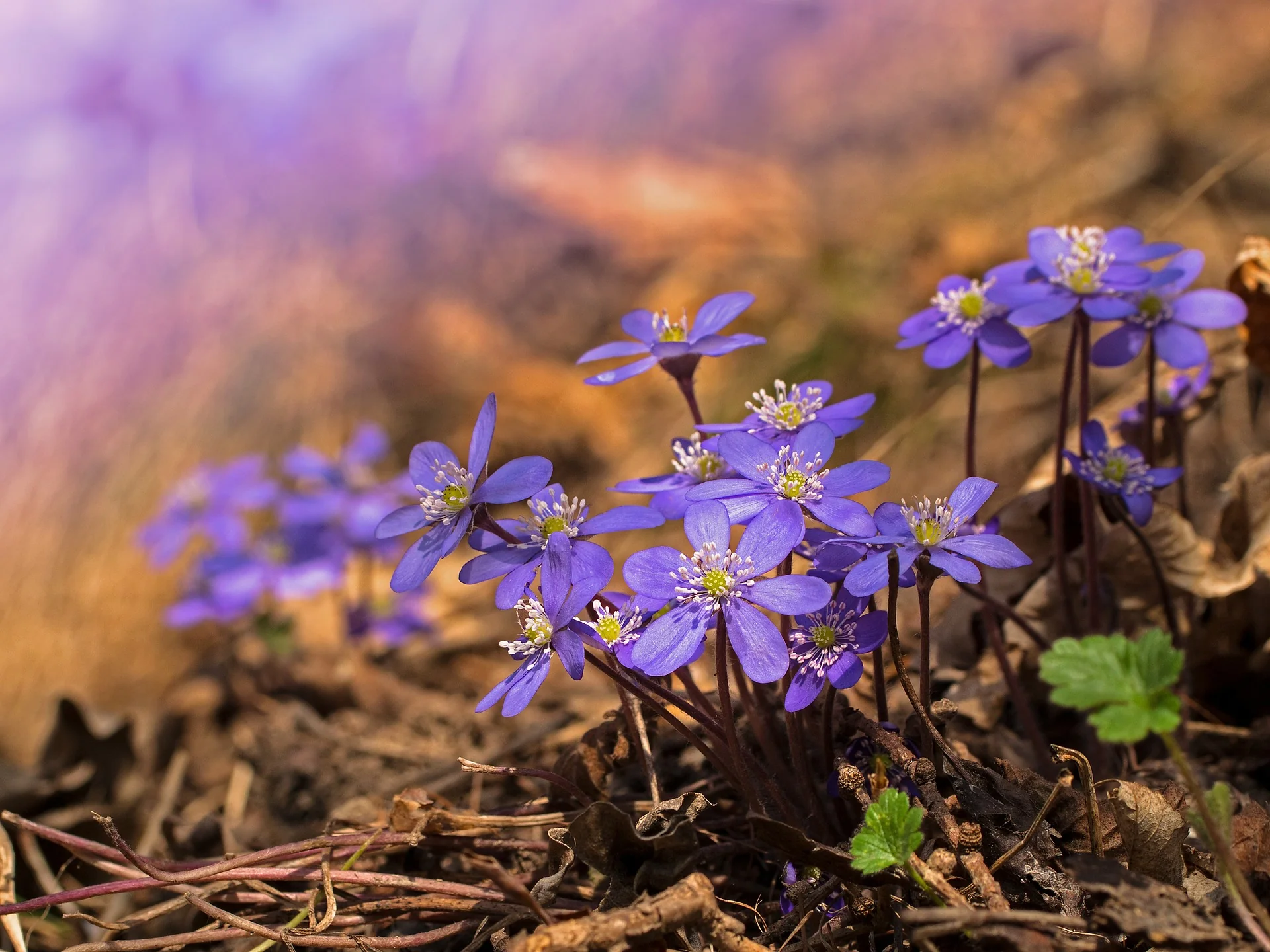 Hepatica acutiloba <br>SHARP LOBED HEPATICA, LIVERWORT - Image 5