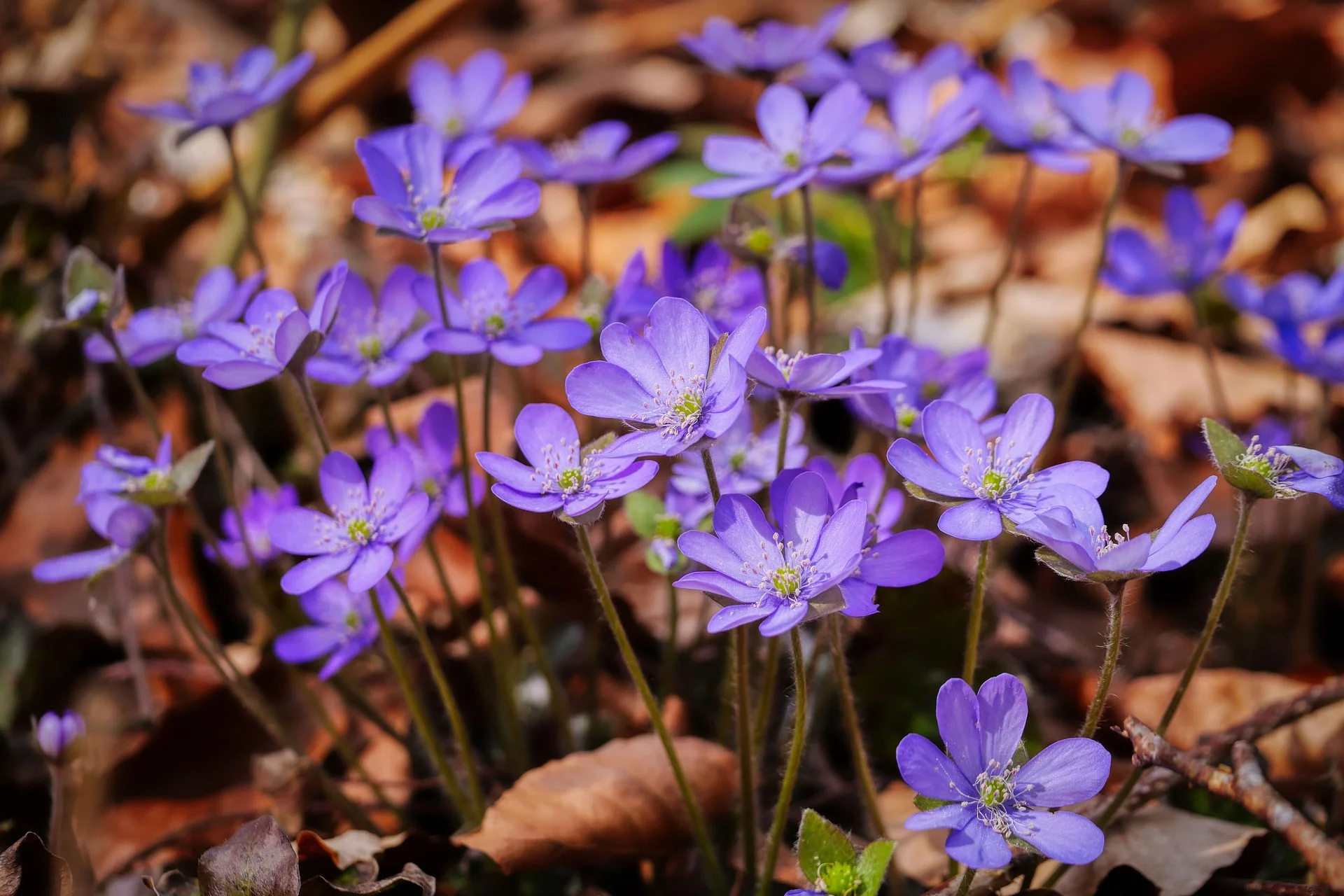 Hepatica acutiloba <br>SHARP LOBED HEPATICA, LIVERWORT - Image 6