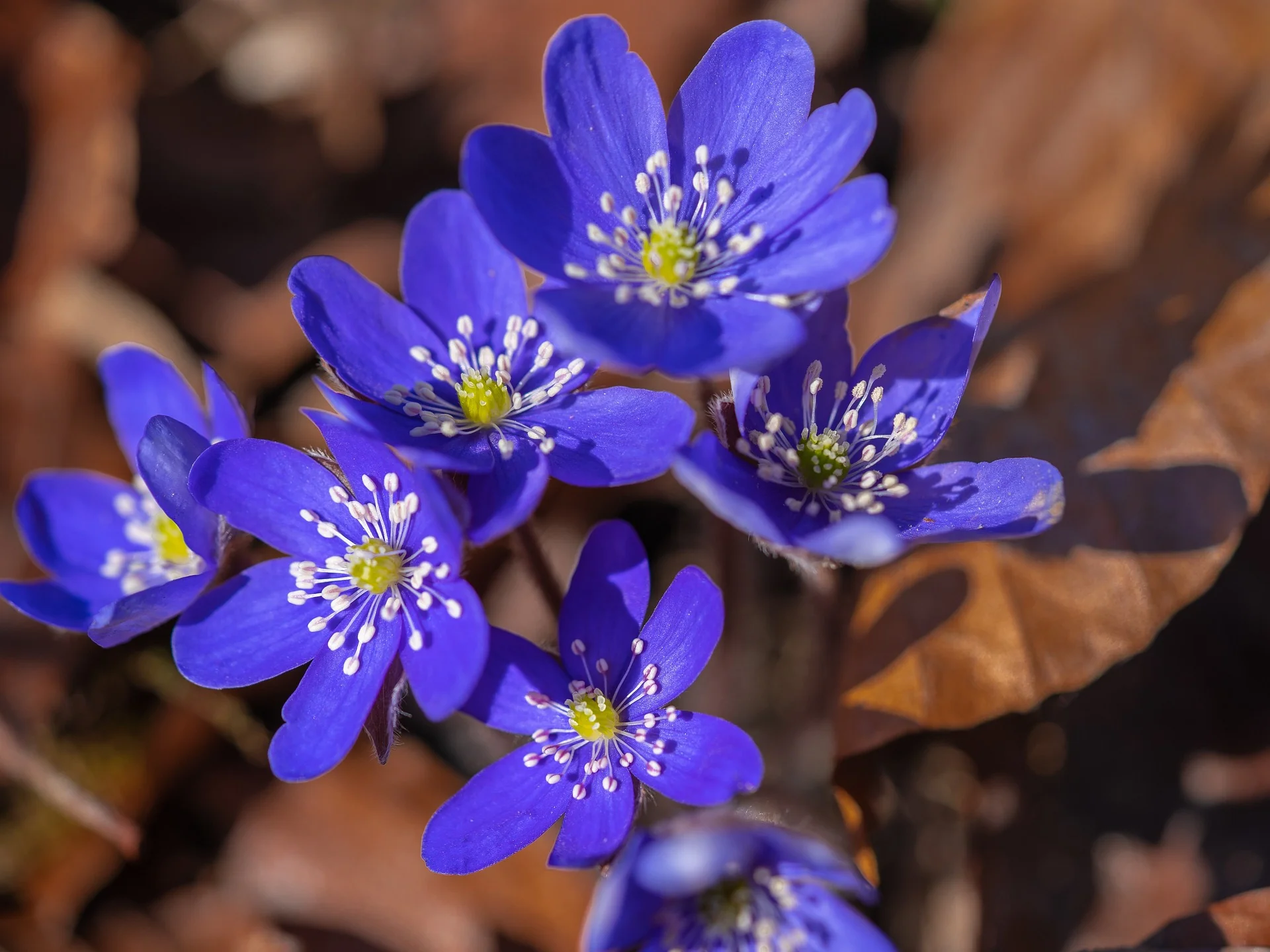 Hepatica acutiloba <br>SHARP LOBED HEPATICA, LIVERWORT - Image 7