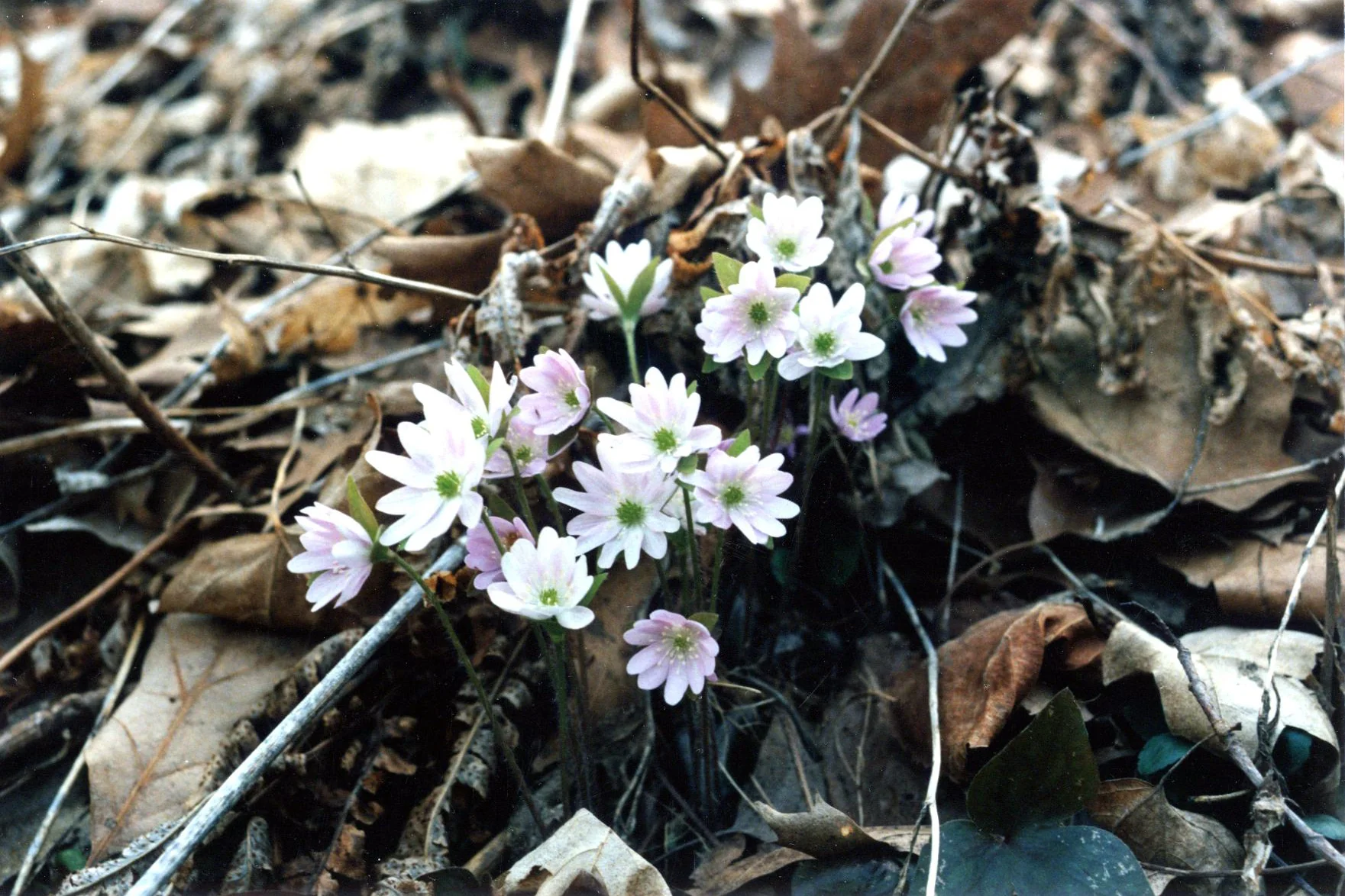 Hepatica acutiloba <br>SHARP LOBED HEPATICA, LIVERWORT - Image 9