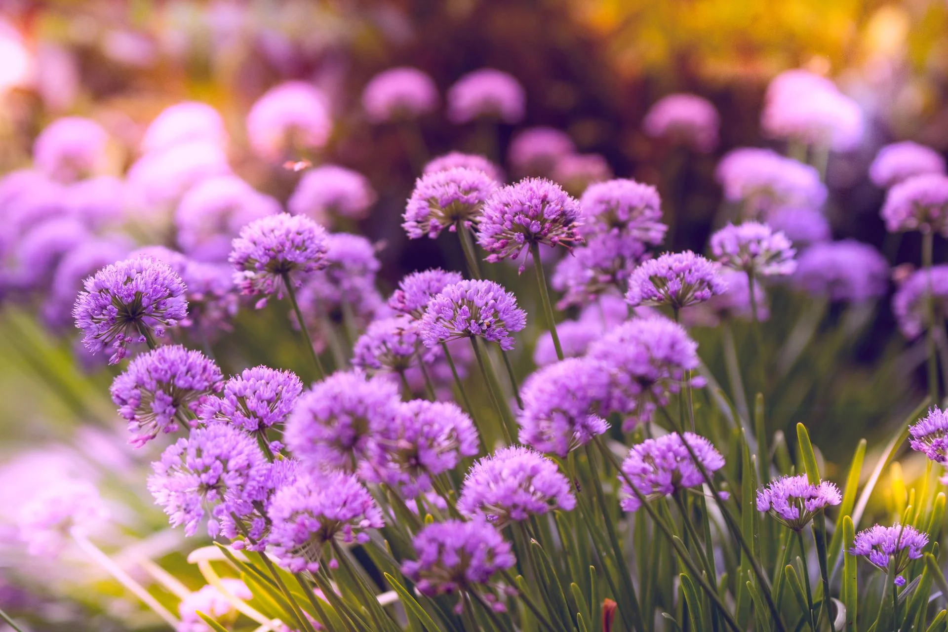 Allium canadense var. lavendulare <br>SHOWY WILD GARLIC