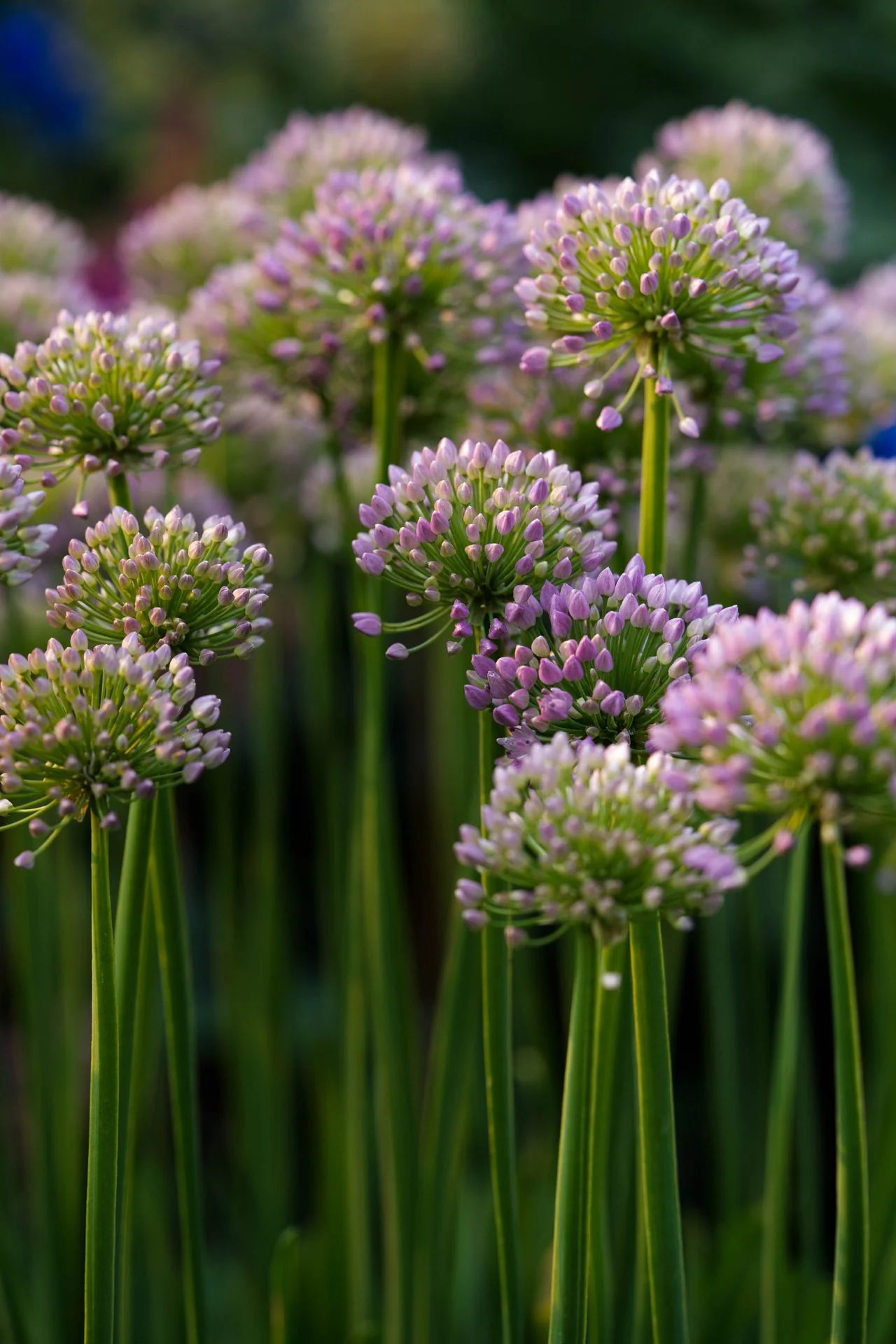 Allium canadense var. lavendulare <br>SHOWY WILD GARLIC - Image 2