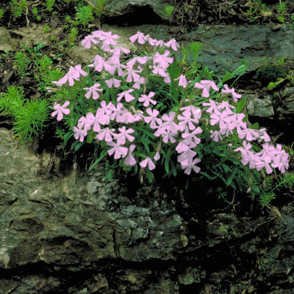 Silene schafta albiflora <br>AUTUMN CATCHFLY