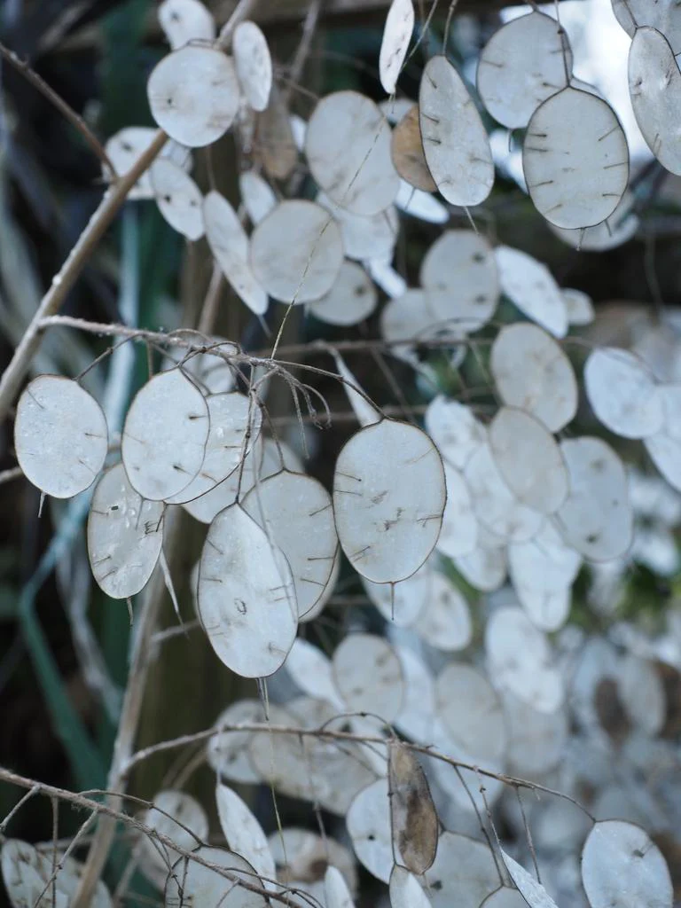 Lunaria annua <br>MONEY PLANT, SILVER DOLLAR PINK - Image 6