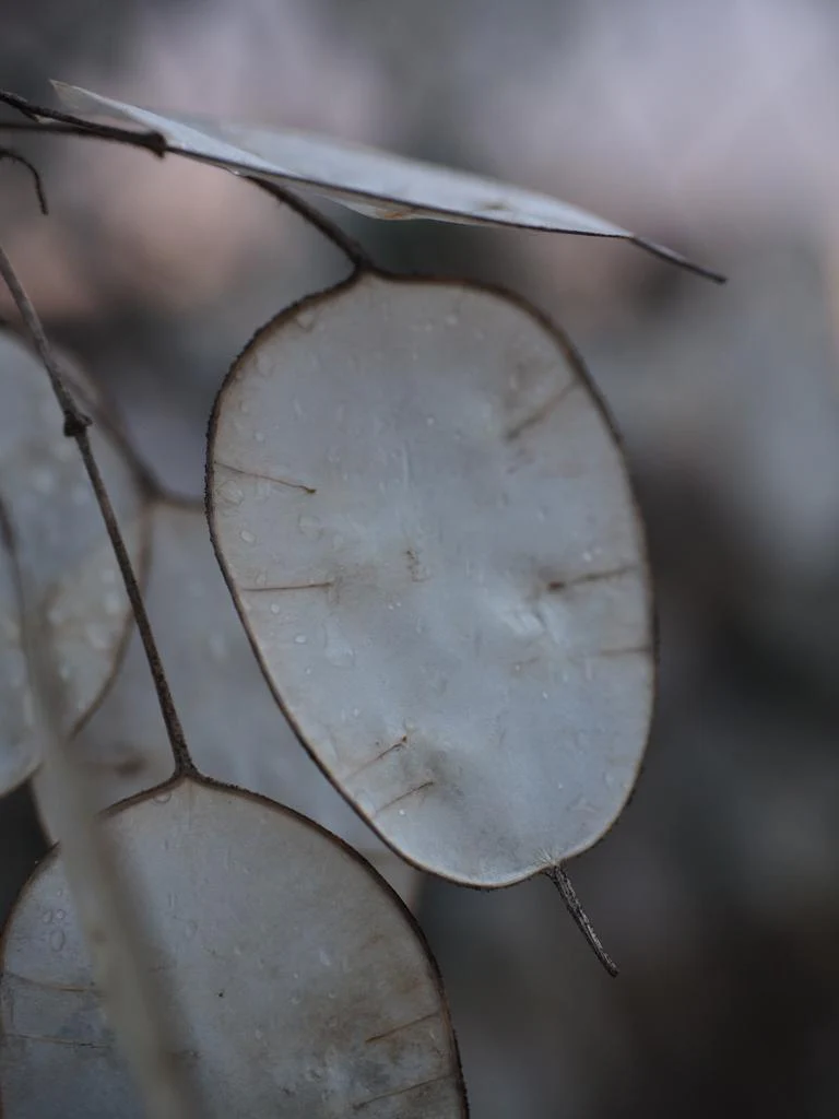 Lunaria annua <br>MONEY PLANT, SILVER DOLLAR PINK - Image 7