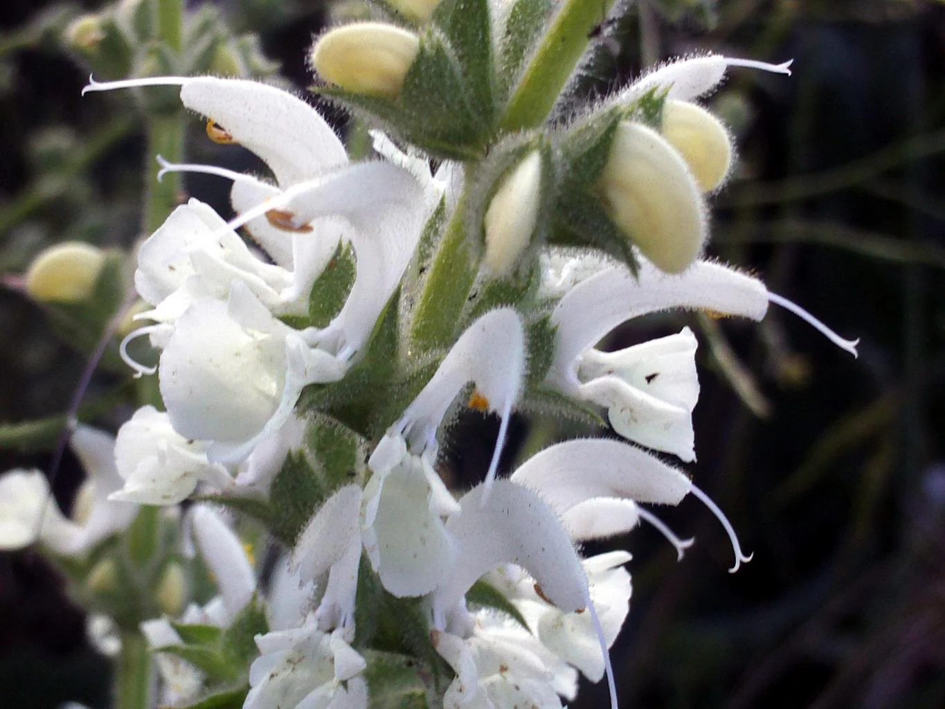 Salvia argentea <br>SAGE SILVER, ARTEMIS