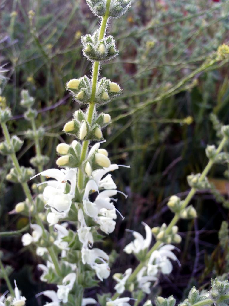 Salvia argentea <br>SAGE SILVER, ARTEMIS - Image 2