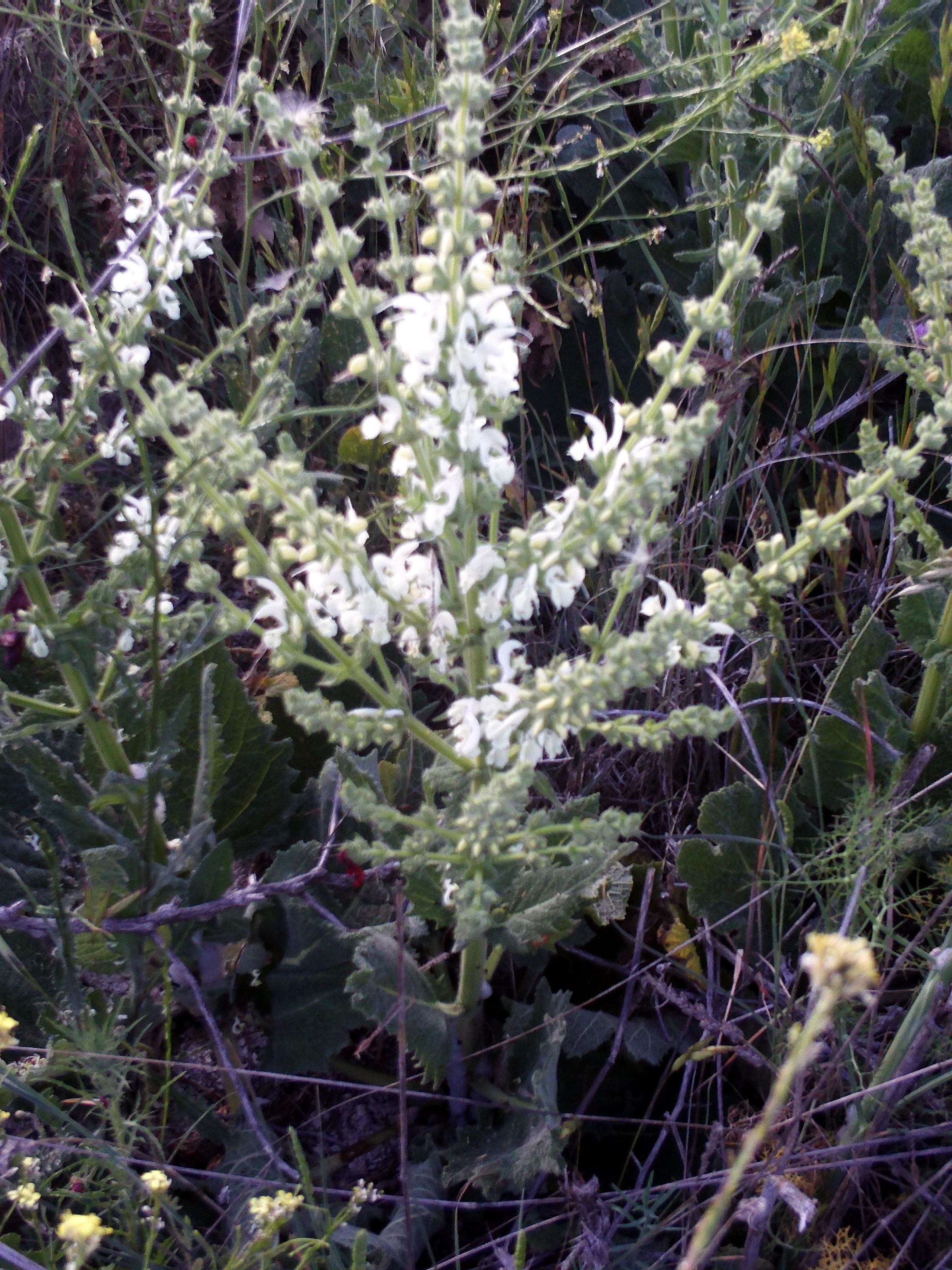 Salvia argentea <br>SAGE SILVER, ARTEMIS - Image 3