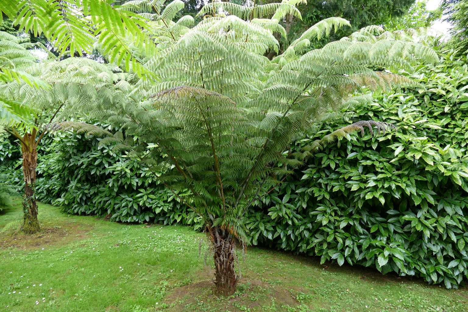Sphaeropteris dealbata, Cyathea dealbata, Alsophila <br>SILVER TREE FERN