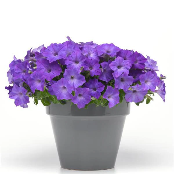 Petunia <br>PETUNIA EASY WAVE SKY BLUE - Image 2
