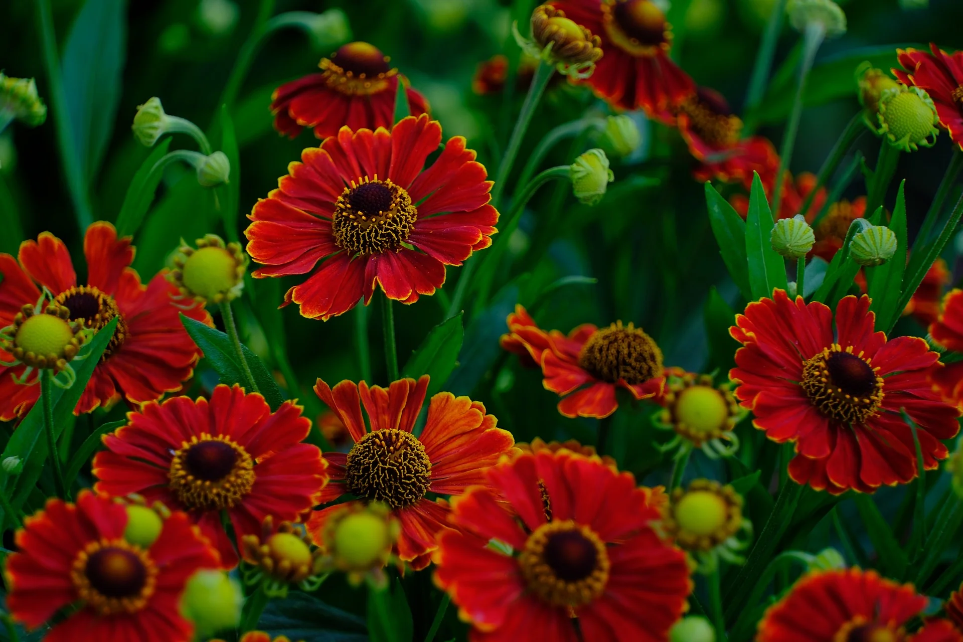 Helenium autumnale <br>SNEEZEWEED RED SHADES - Image 2