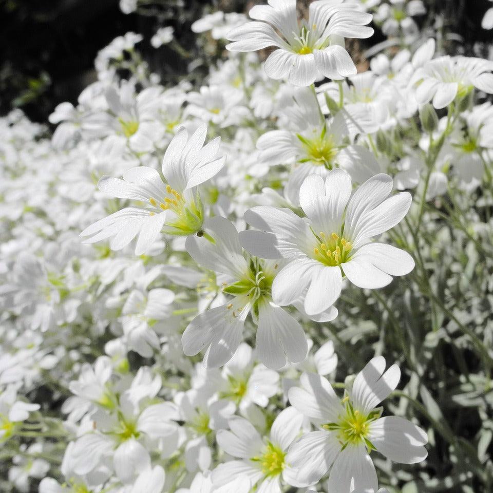 Cerastium tomentosum <br>SNOW IN SUMMER, SILVER CARPET
