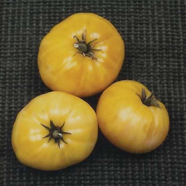 Solanum <br>GREAT WHITE TOMATO - Image 2