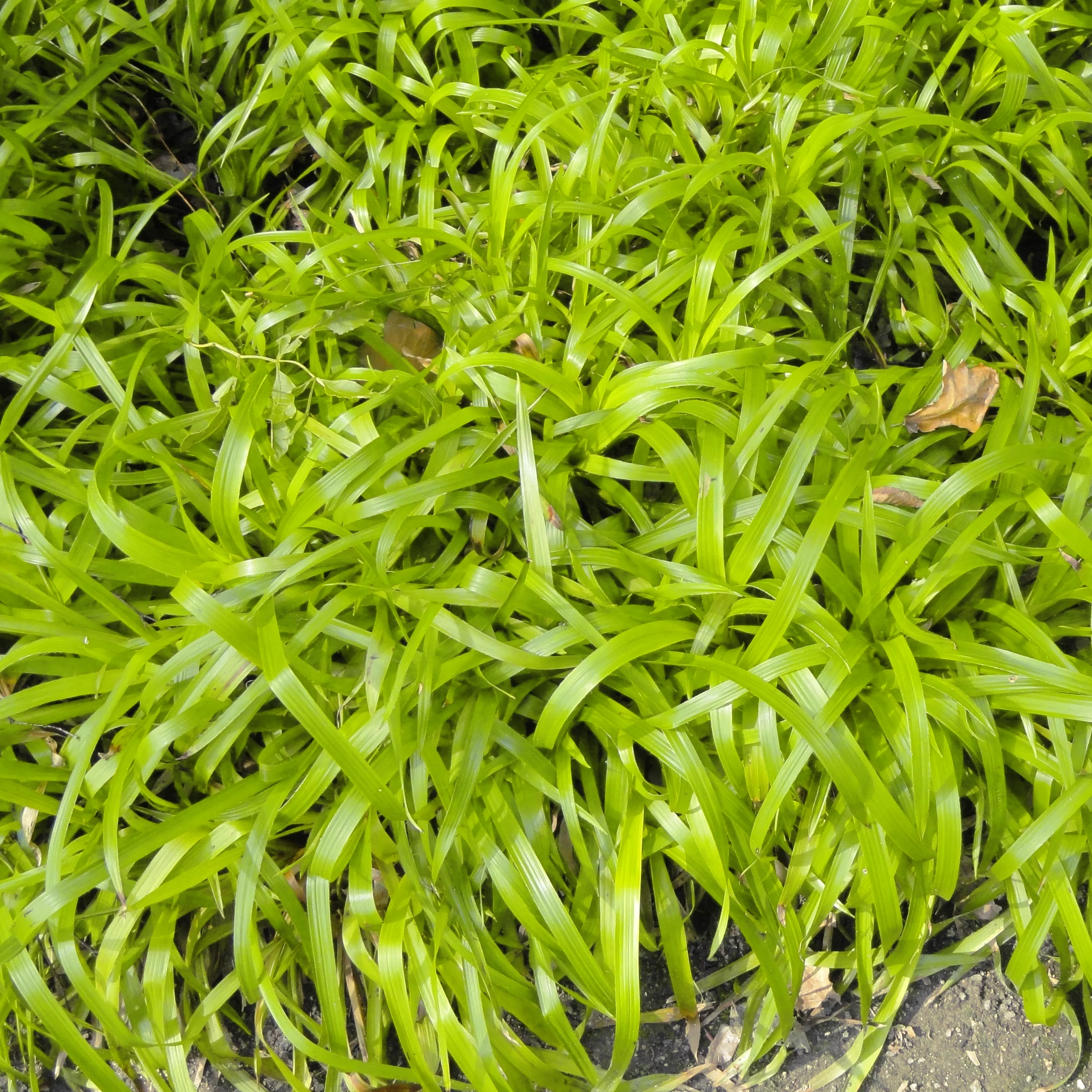 Luzula sylvatica <br>WOOD RUSH SOLAR FLAIR