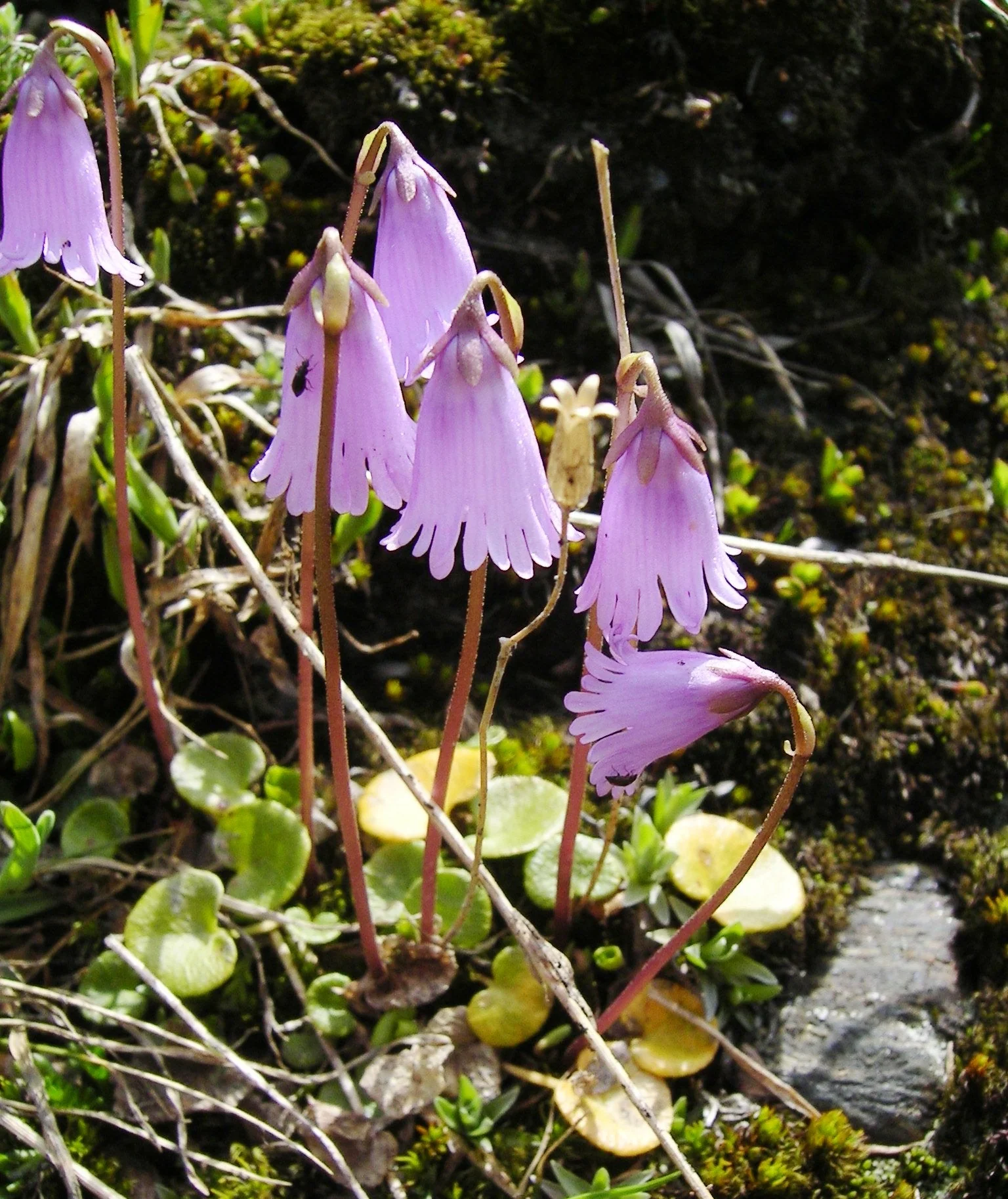 Soldanella pusilla <br>DWARF SNOWBELL