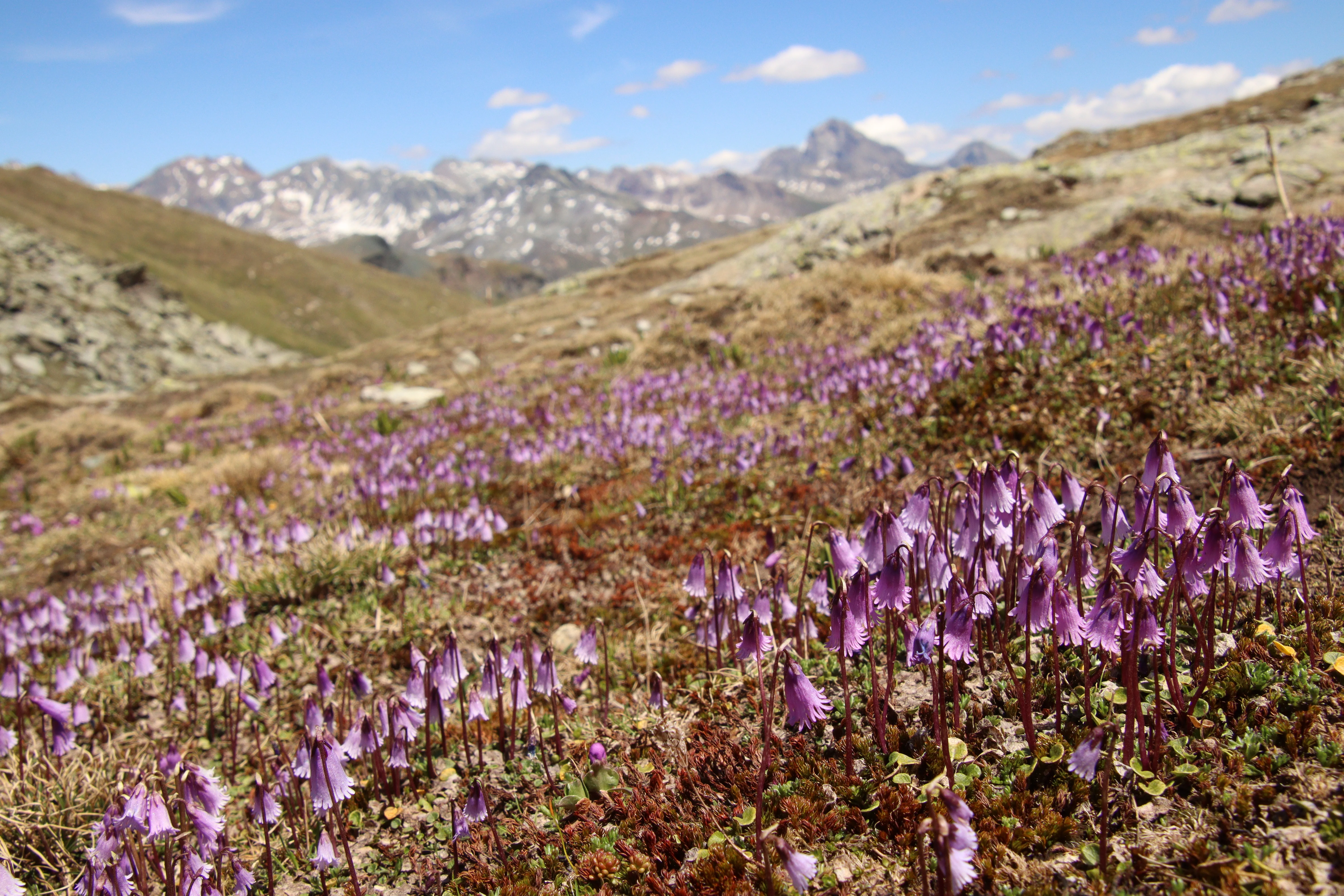 Soldanella pusilla <br>DWARF SNOWBELL - Image 2