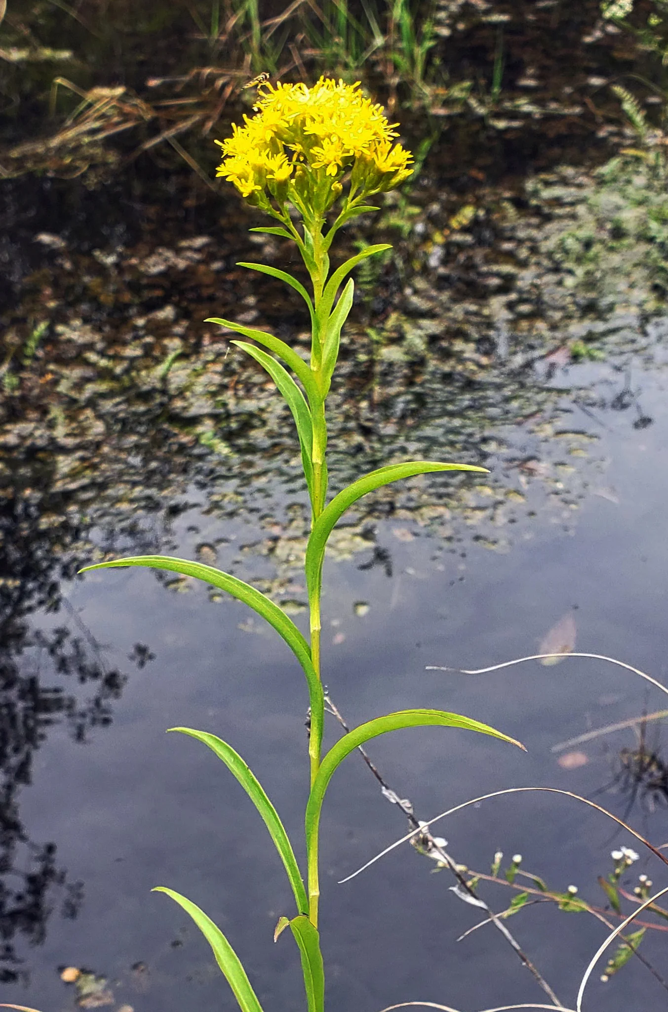 Solidago riddellii <br>RIDDELL'S GOLDENROD - Image 2