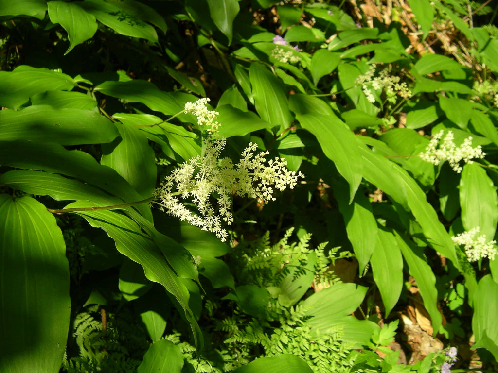 Maianthemum racemosum, Smilacina racemosa <br>SOLOMON'S PLUME, FALSE SOLOMON'S SEAL