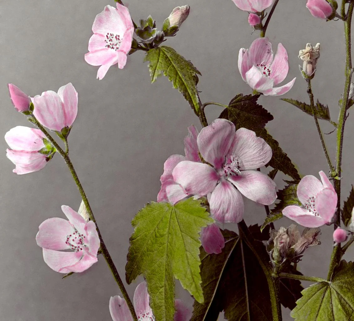 Sphaeralcea rivularis <br>WILD HOLLYHOCK