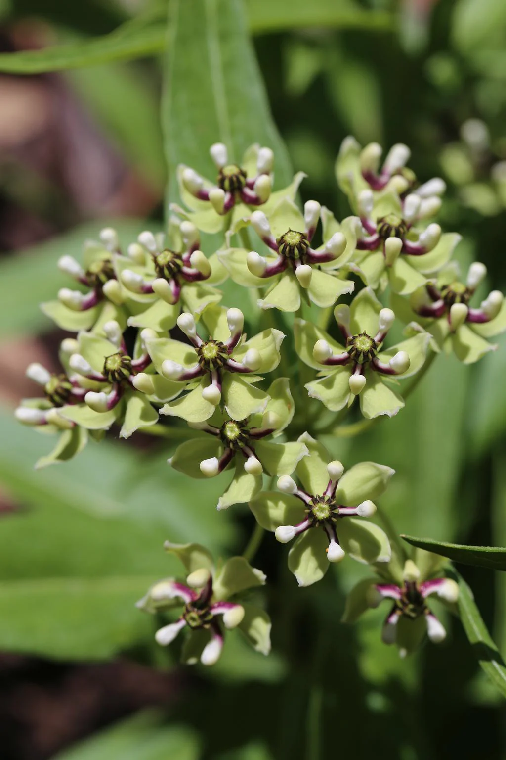Asclepias viridis <br>SPIDER ANTELOPE HORNS MILKWEED