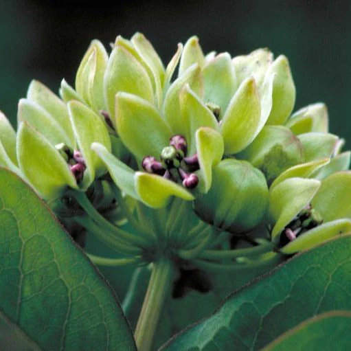 Asclepias viridis <br>SPIDER ANTELOPE HORNS MILKWEED - Image 2