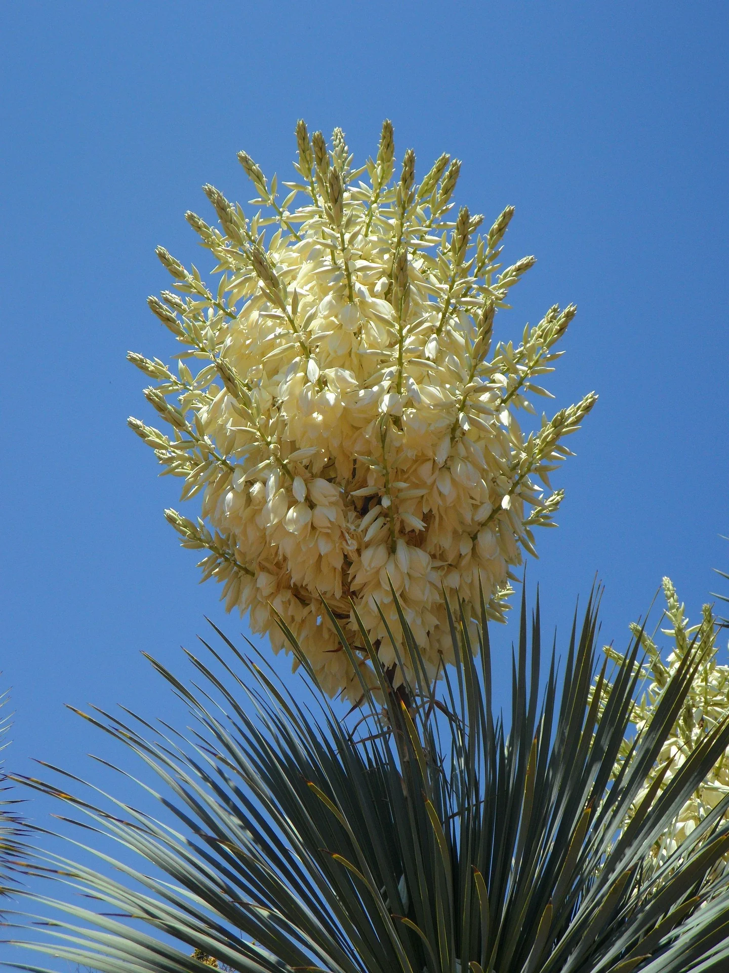 Yucca rostrata <br>SILVER BEAKED YUCCA
