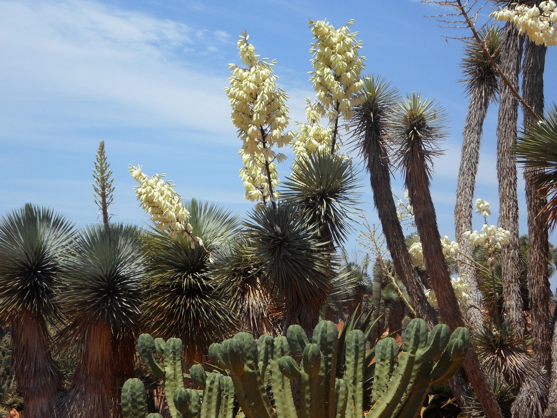 Yucca rostrata <br>SILVER BEAKED YUCCA - Image 2