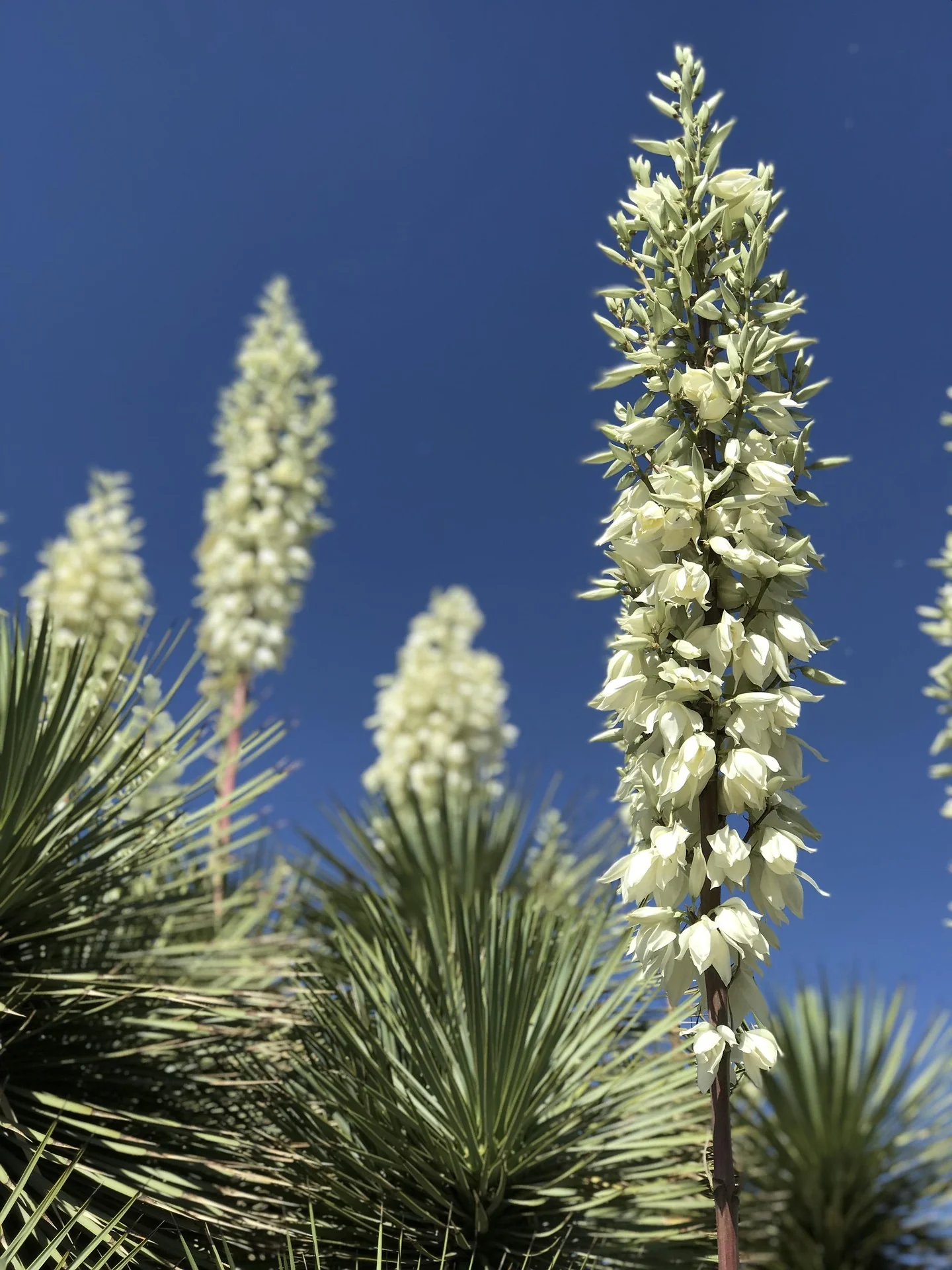 Yucca rostrata <br>SILVER BEAKED YUCCA - Image 3
