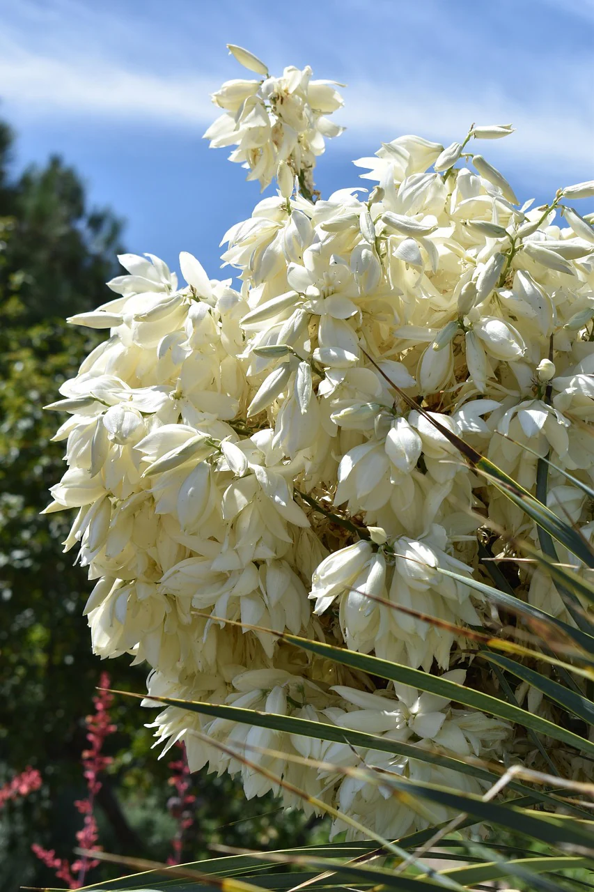 Yucca rostrata <br>SILVER BEAKED YUCCA - Image 4
