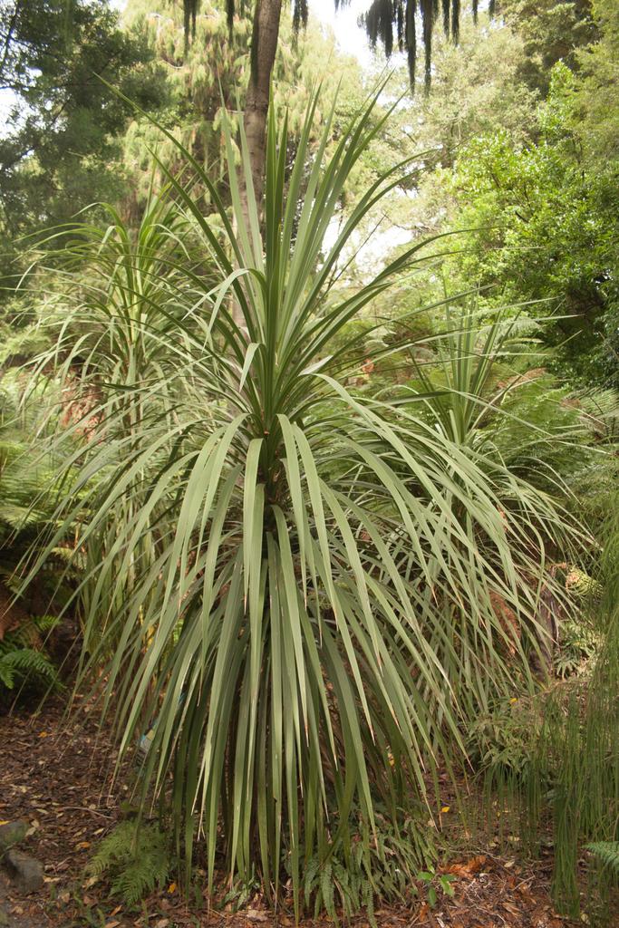Cordyline australis <br>NEW ZEALAND TIE PALM