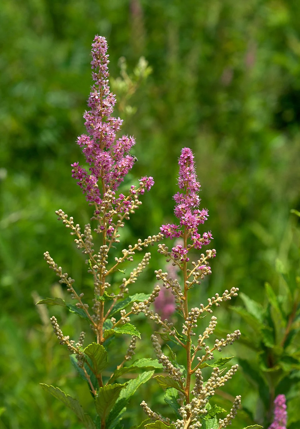Spiraea tomentosa <br>STEEPLEBUSH