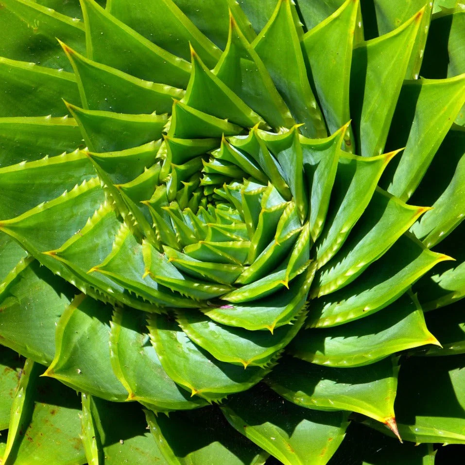 Aloe polyphylla <br>SPIRAL ALOE