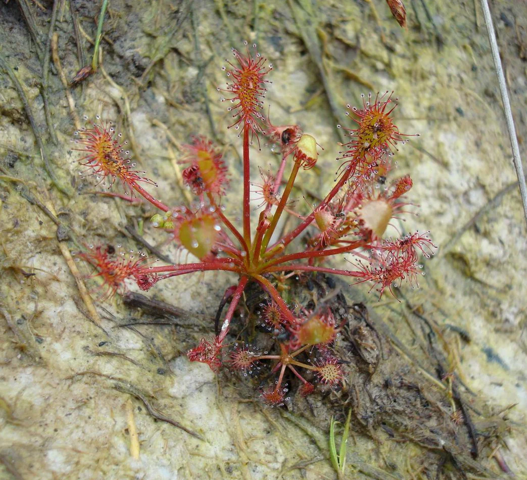Drosera intermedia <br>SPOONLEAF SUNDEW