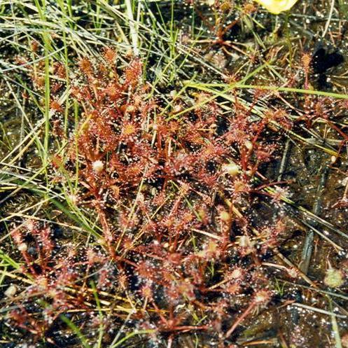 Drosera intermedia <br>SPOONLEAF SUNDEW - Image 2