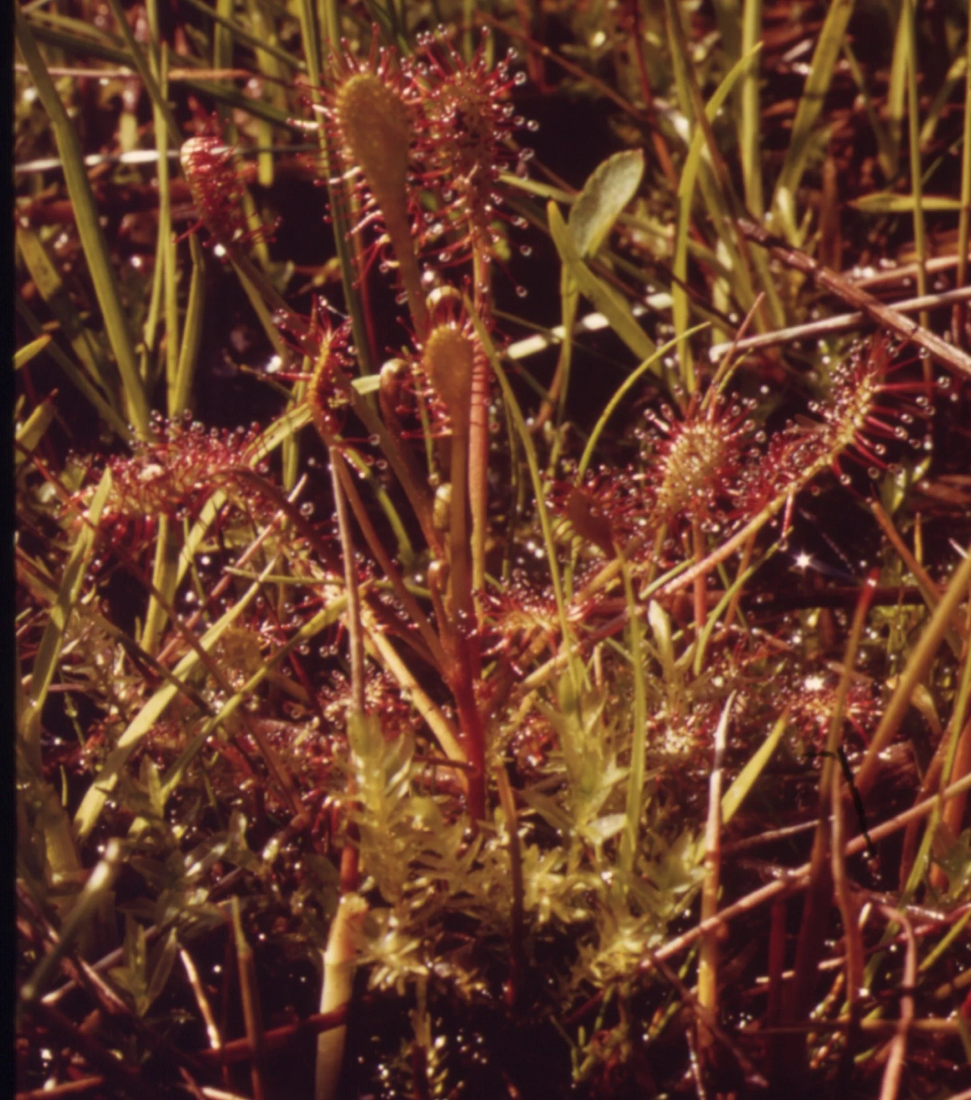 Drosera intermedia <br>SPOONLEAF SUNDEW - Image 3
