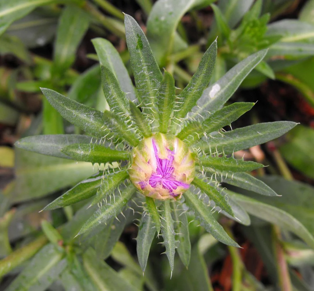 Stokesia laevis <br>STOKE'S ASTER - Image 2