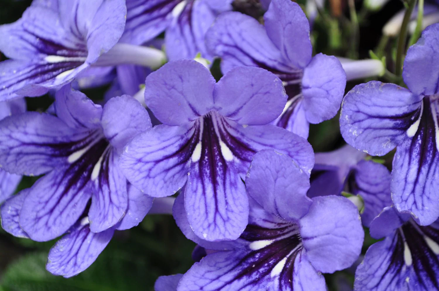 Streptocarpus <br>CAPE PRIMROSE MIX - Image 10