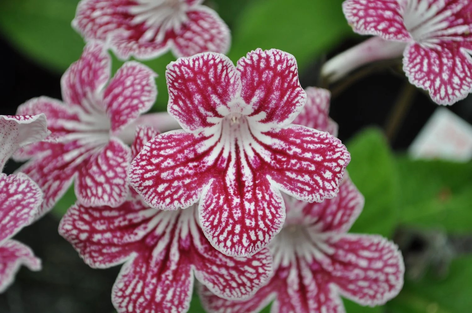 Streptocarpus <br>CAPE PRIMROSE MIX - Image 11
