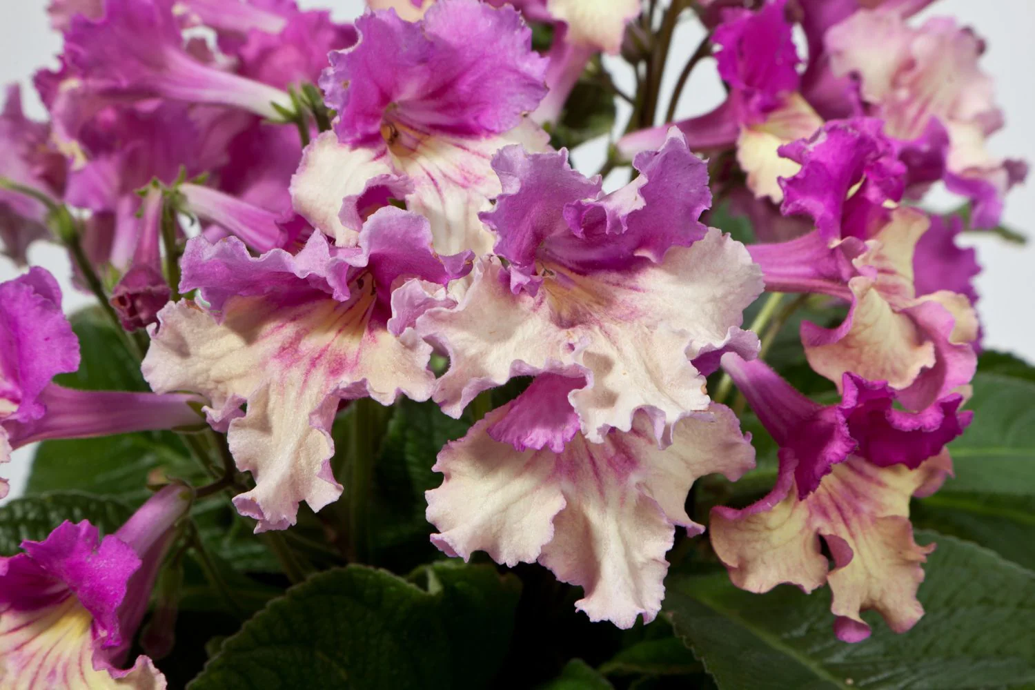 Streptocarpus <br>CAPE PRIMROSE MIX - Image 2